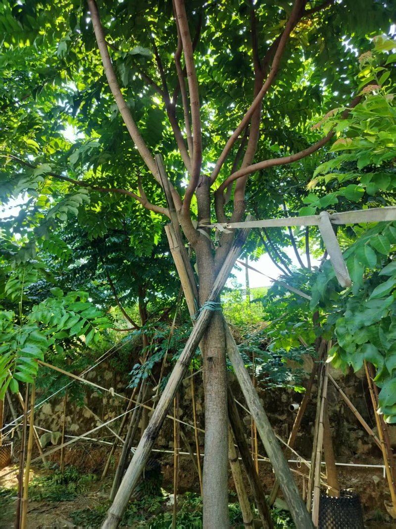 麻楝绿化苗木自家基地自产自销量大价格实惠