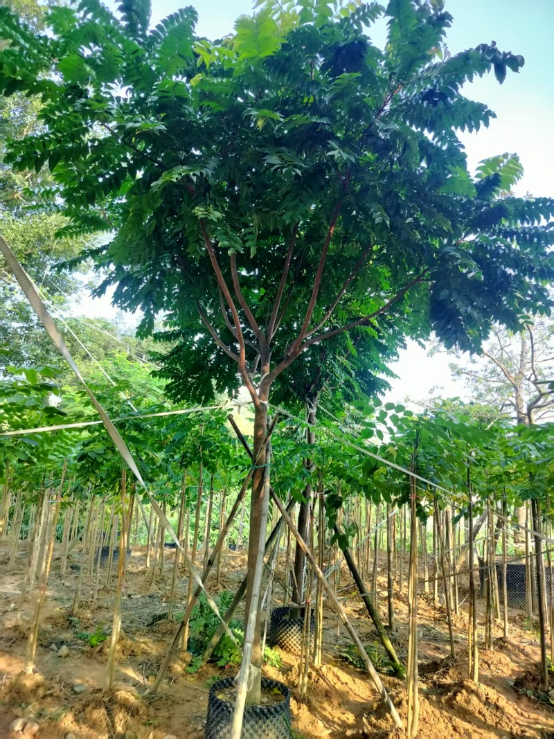 麻楝绿化苗木自家基地自产自销量大价格实惠