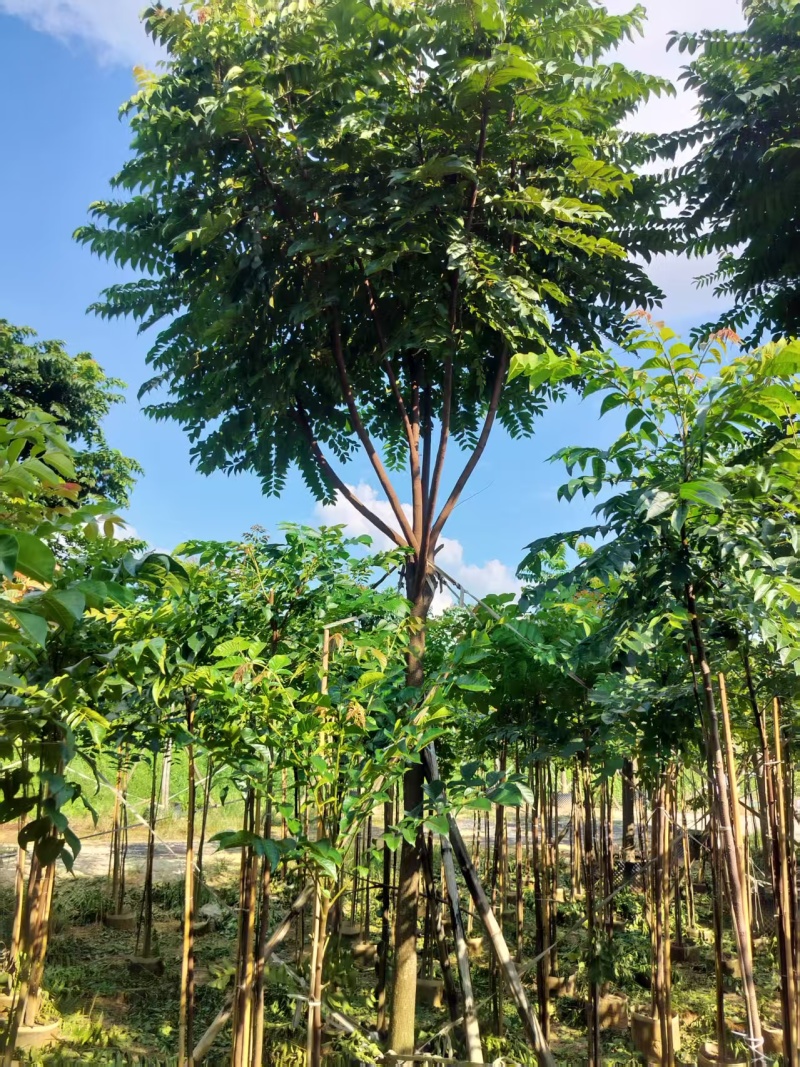麻楝绿化苗木自家基地自产自销量大价格实惠