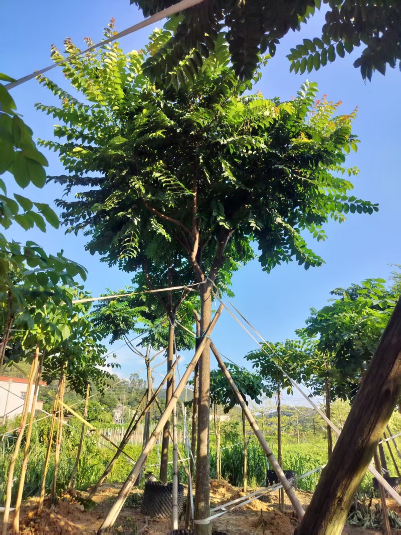 麻楝绿化苗木自家基地自产自销量大价格实惠