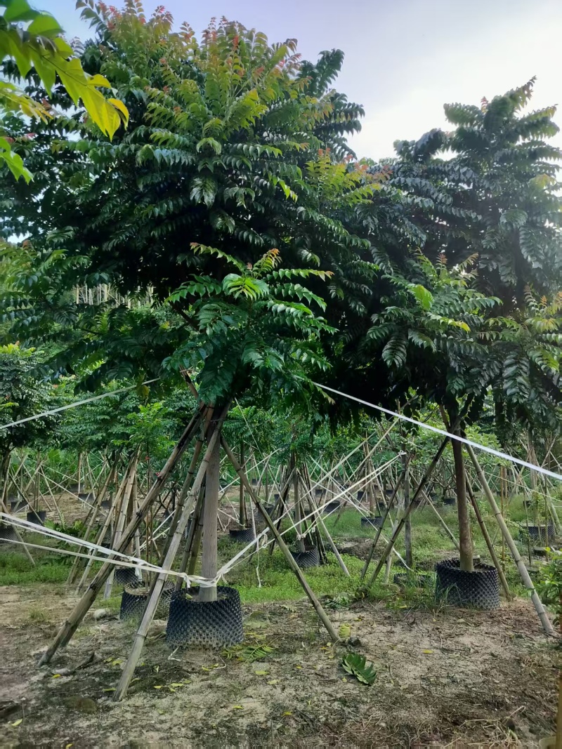 麻楝绿化苗木自家基地自产自销量大价格实惠