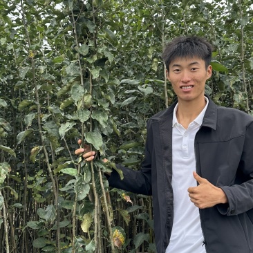 绥中县英恺苗木苹果苗，有泰山，鲁红，华硕，维纳斯，富士