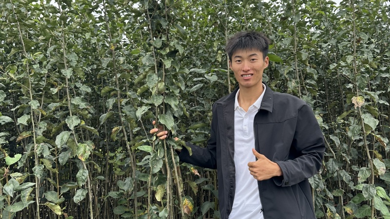 绥中县英恺苗木苹果苗，有泰山，鲁红，华硕，维纳斯，富士