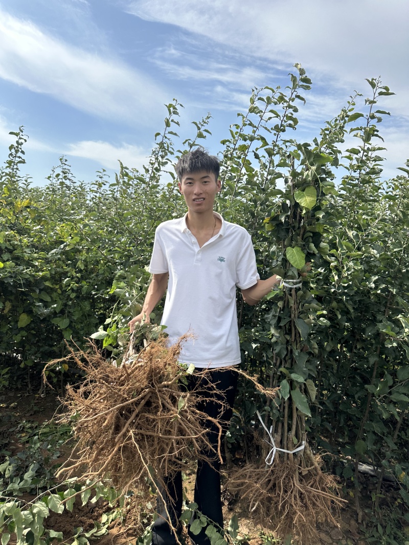 绥中县英恺苗木苹果苗，有泰山，鲁红，华硕，维纳斯，富士
