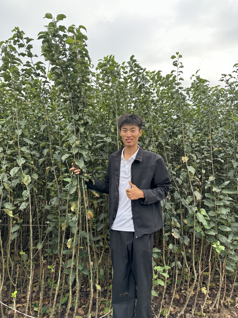 绥中县英恺苗木苹果苗，有泰山，鲁红，华硕，维纳斯，富士