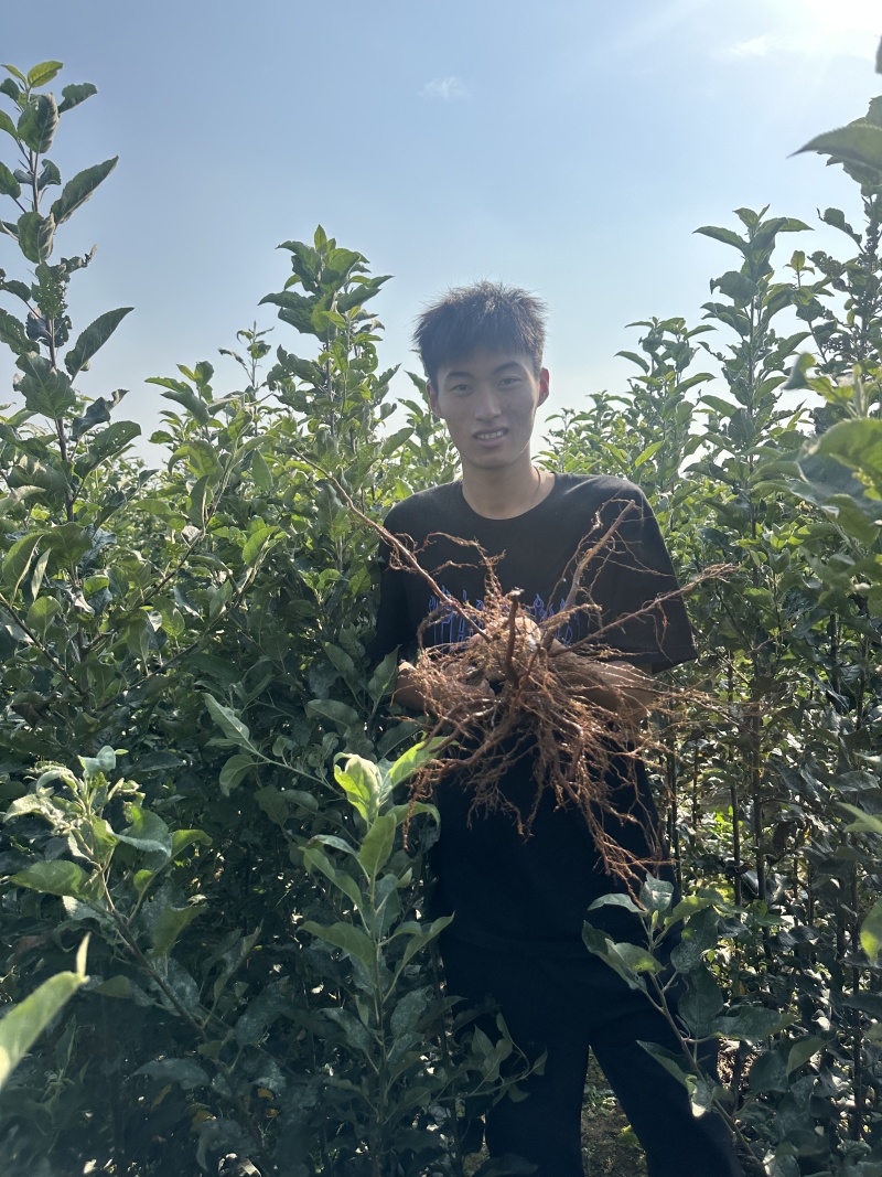 绥中县英恺苗木苹果苗，有泰山，鲁红，华硕，维纳斯，富士