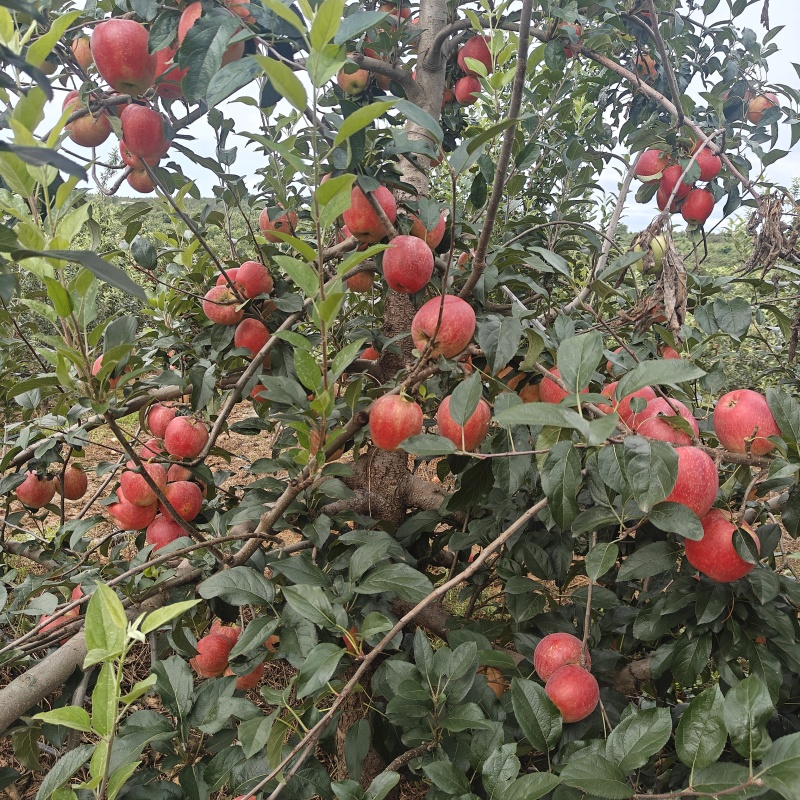 绥中县英恺苗木苹果苗，有泰山，鲁红，华硕，维纳斯，富士