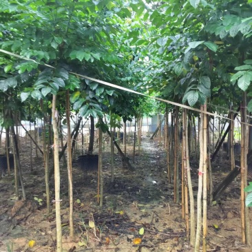 火焰木绿化苗木火焰木自家基地量大价格实惠