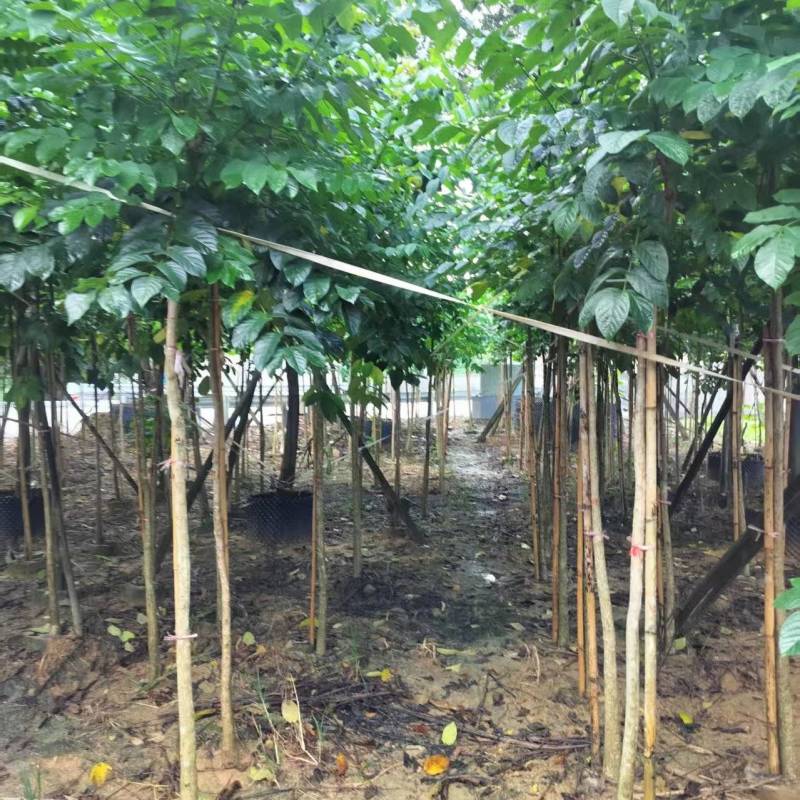 火焰木绿化苗木火焰木自家基地量大价格实惠