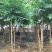火焰木绿化苗木火焰木自家基地量大价格实惠