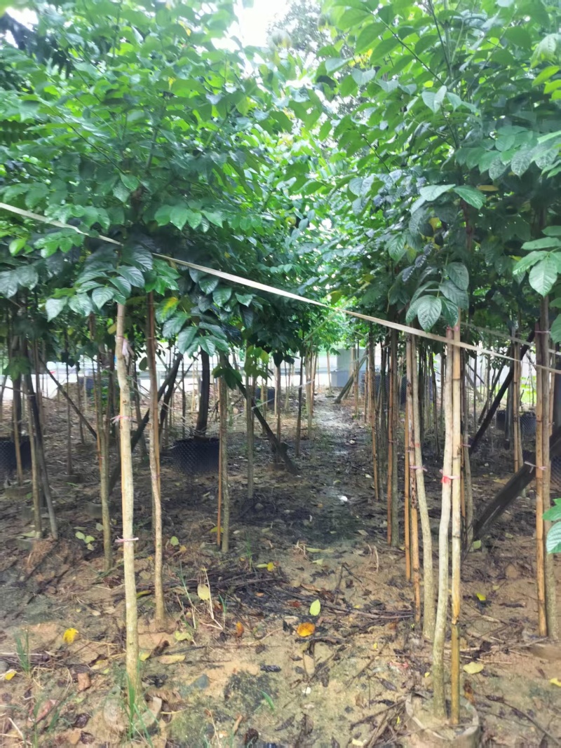 火焰木绿化苗木火焰木自家基地量大价格实惠
