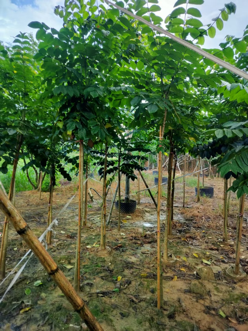 火焰木绿化苗木火焰木自家基地量大价格实惠