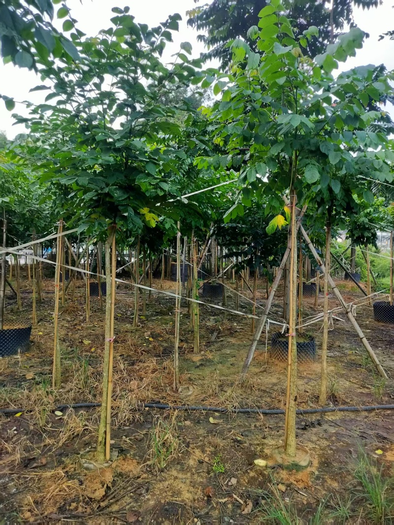 火焰木绿化苗木火焰木自家基地量大价格实惠