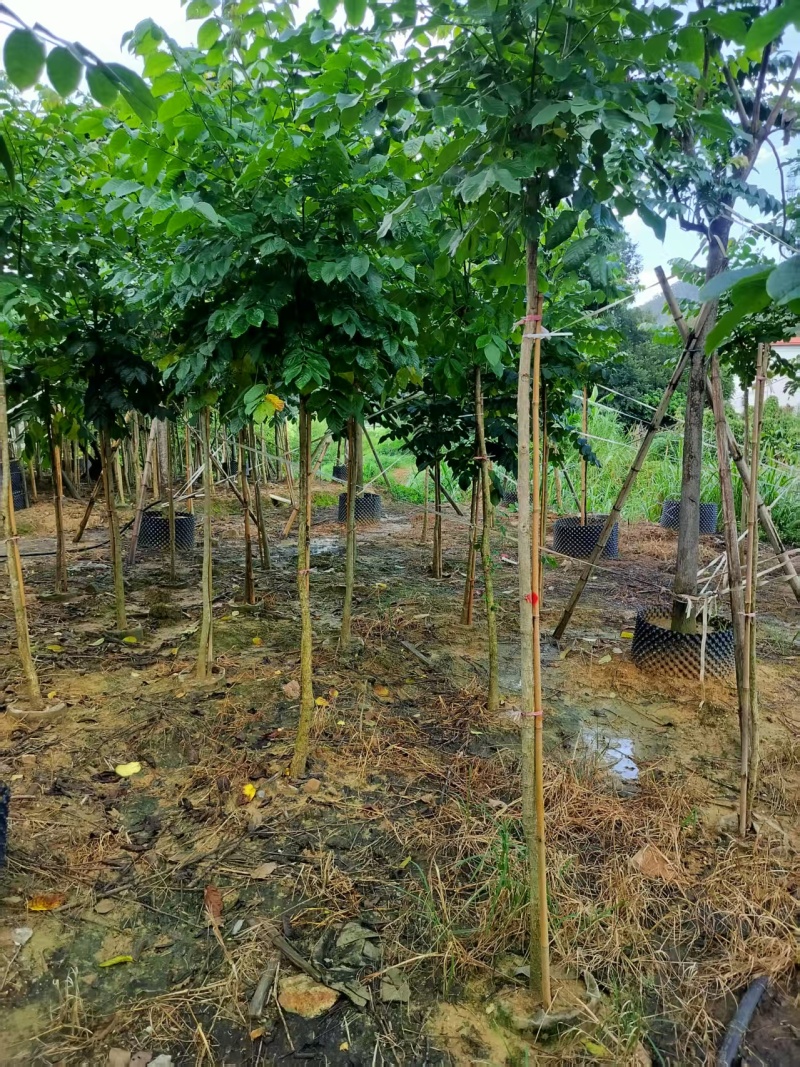 火焰木绿化苗木火焰木自家基地量大价格实惠