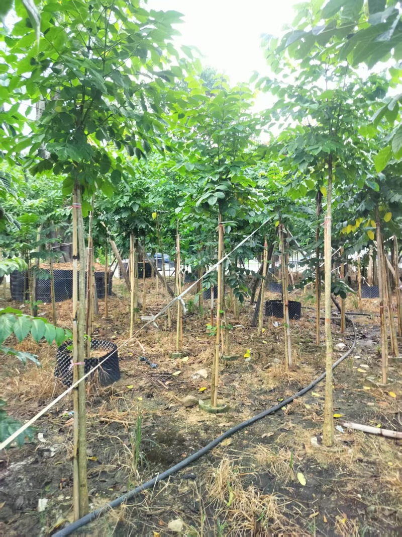 火焰木绿化苗木火焰木自家基地量大价格实惠