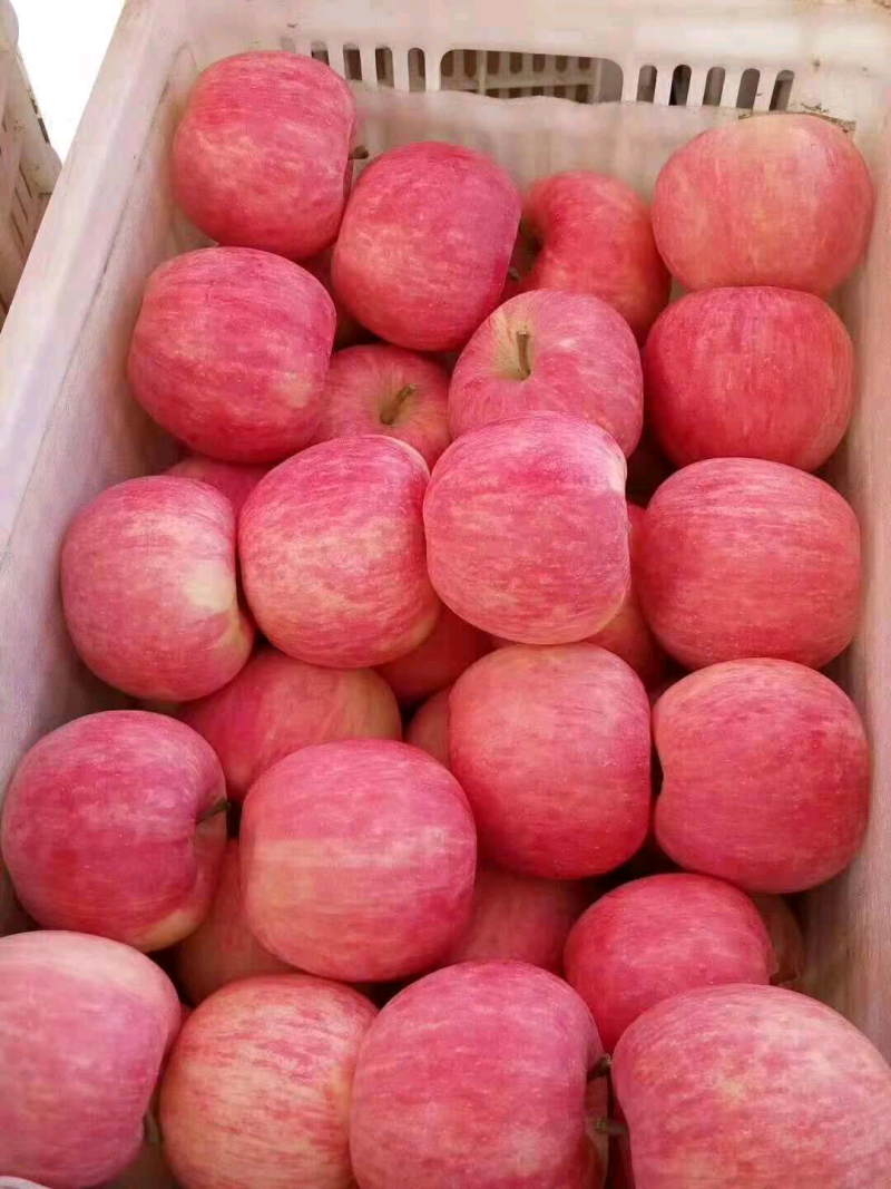 陕西渭南澄城县富士苹果