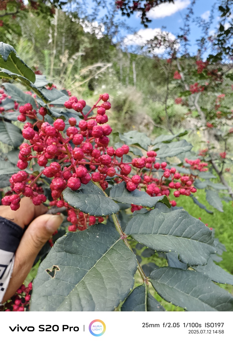武都花椒，红花椒大红袍花椒甘肃省陇南市武都区特产联系