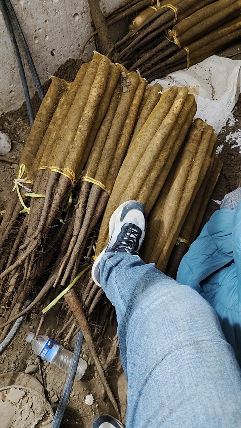 大量出售棒药，质量**，有需要的抓紧联系