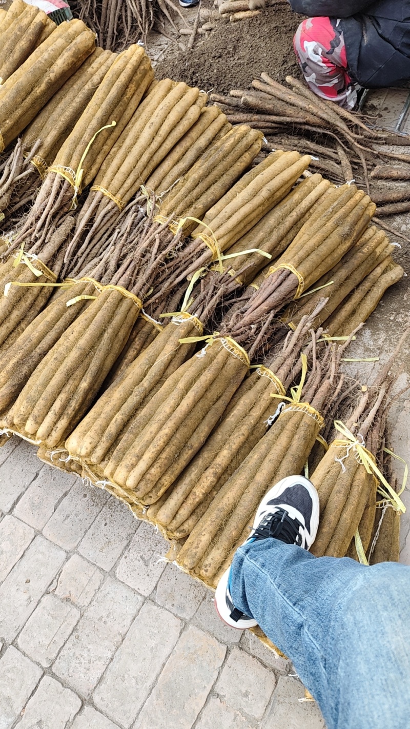 大量出售棒药，质量**，有需要的抓紧联系