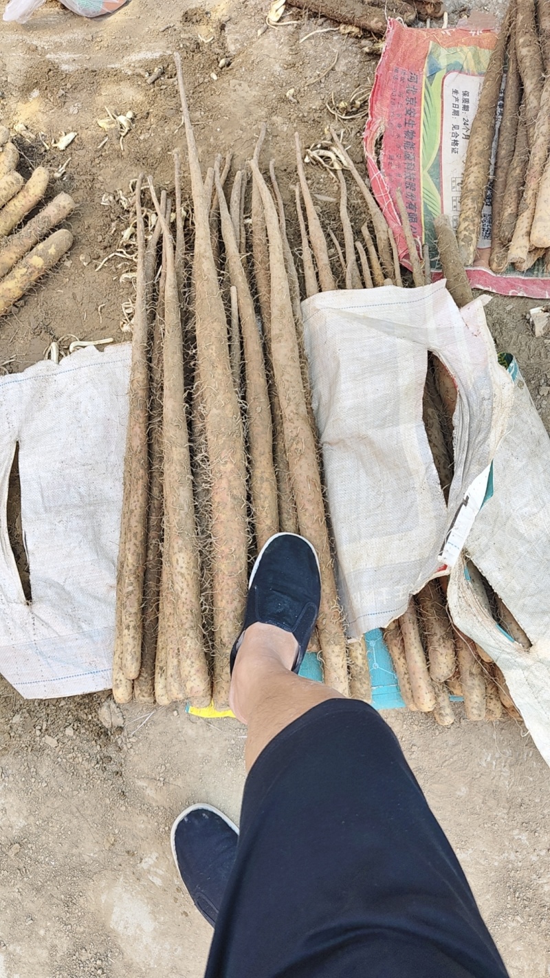 大量出售棒药，质量**，有需要的抓紧联系