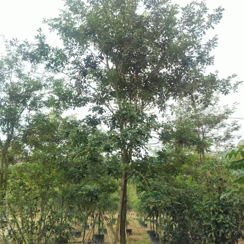 黄花风铃绿化苗木自家基地自产自销量大价格实惠