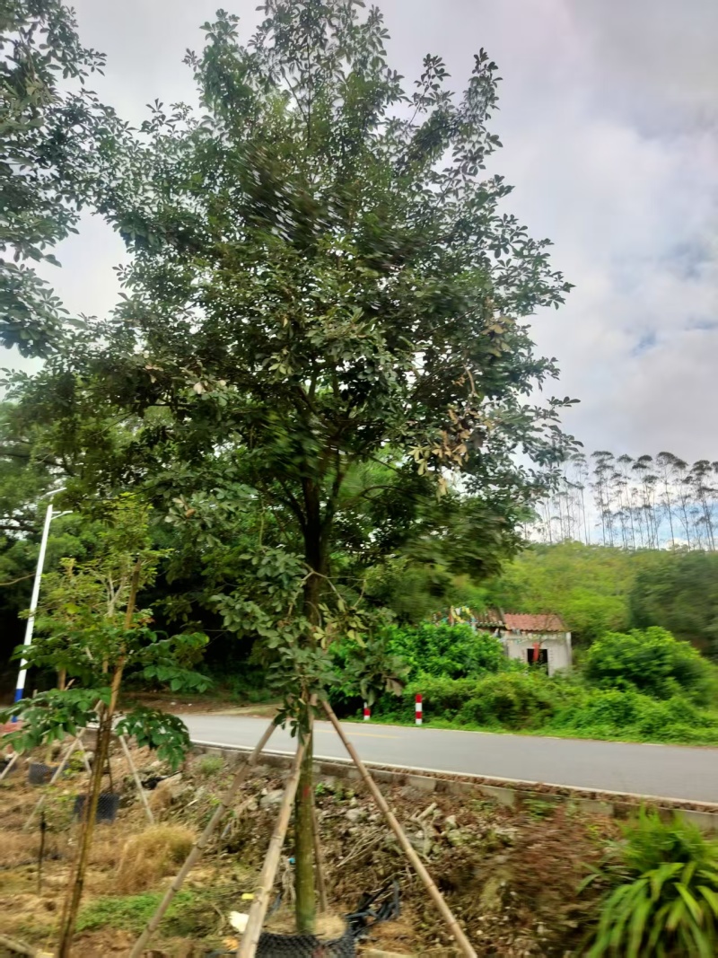 黄花风铃绿化苗木自家基地自产自销量大价格实惠