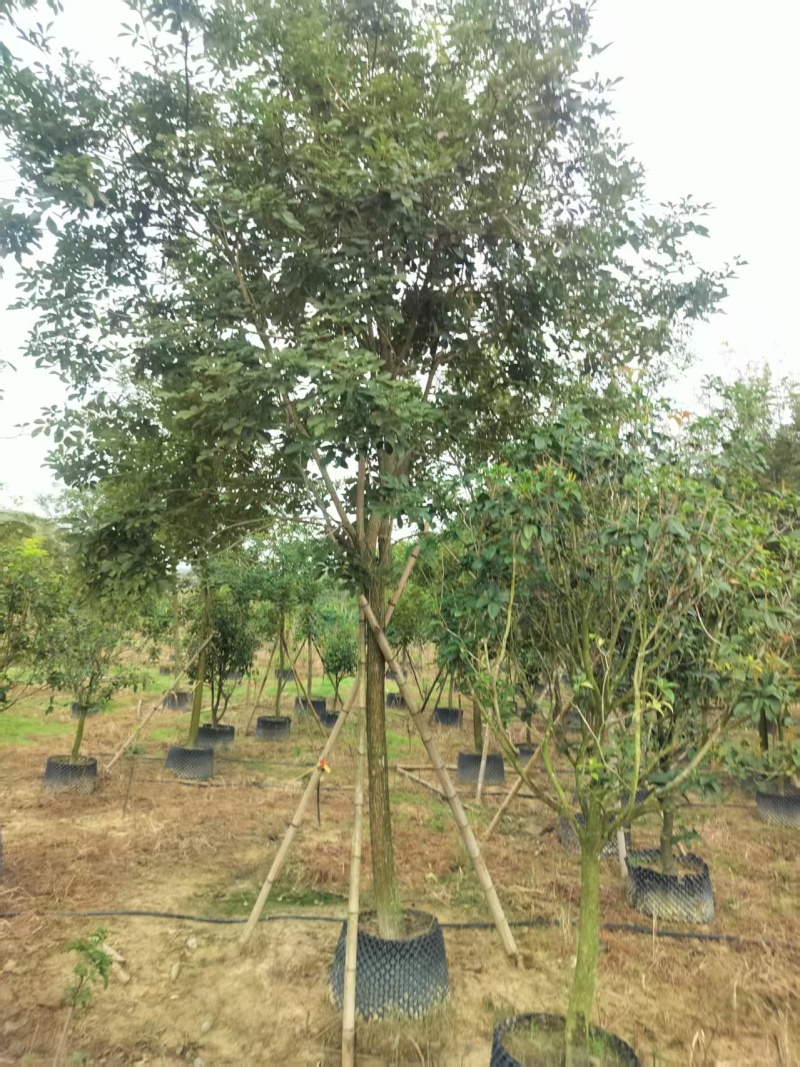 黄花风铃绿化苗木自家基地自产自销量大价格实惠