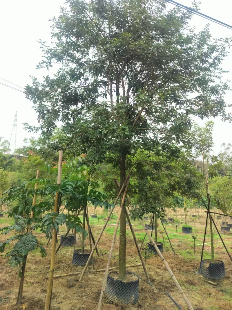 黄花风铃绿化苗木自家基地自产自销量大价格实惠