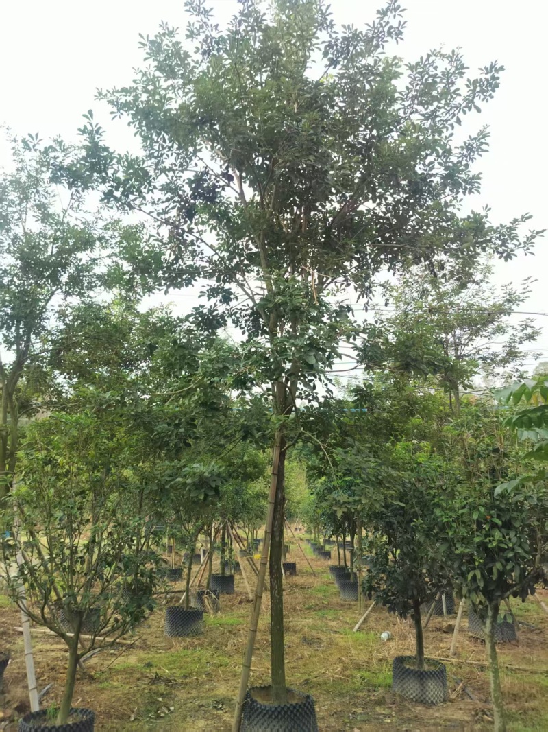 黄花风铃绿化苗木自家基地自产自销量大价格实惠