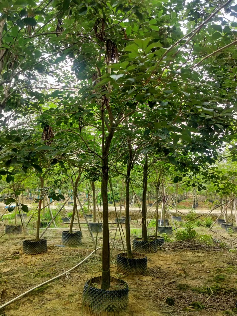 黄花风铃绿化苗木自家基地自产自销量大价格实惠