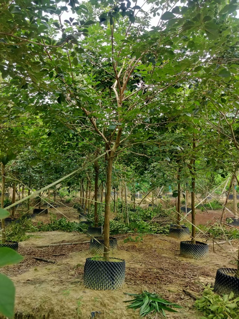 黄花风铃绿化苗木自家基地自产自销量大价格实惠