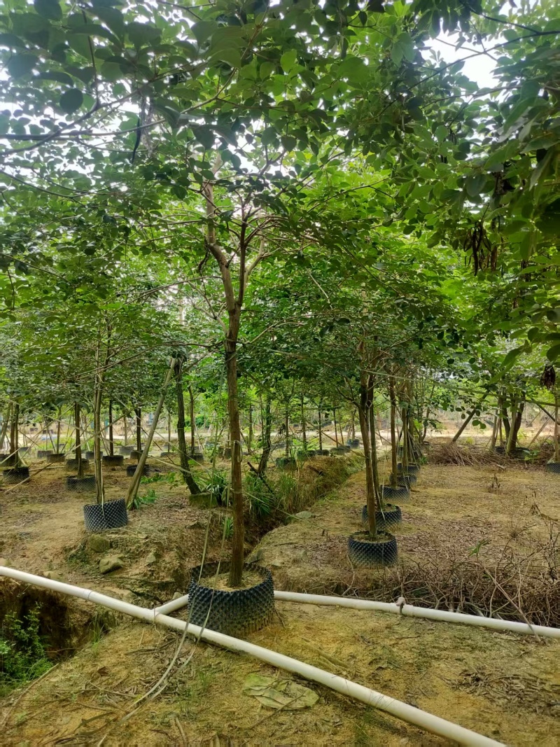 黄花风铃绿化苗木自家基地自产自销量大价格实惠