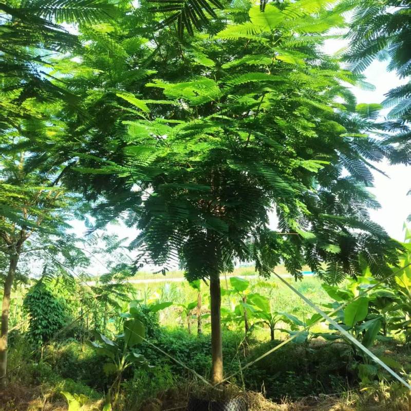 凤凰木绿化苗木凤凰树自家基地量大价格实惠
