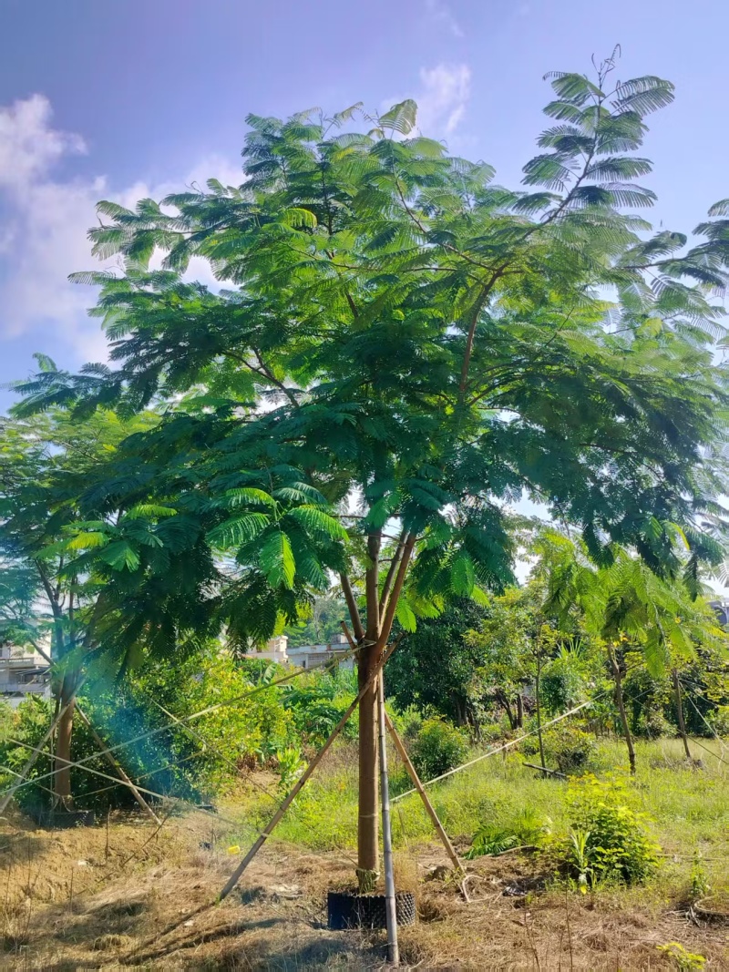 凤凰木绿化苗木凤凰树自家基地量大价格实惠