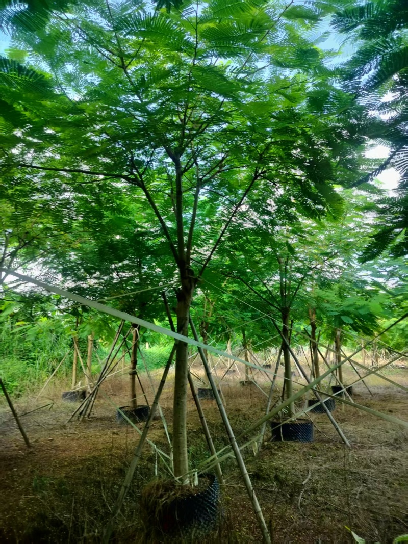 凤凰木绿化苗木凤凰树自家基地量大价格实惠