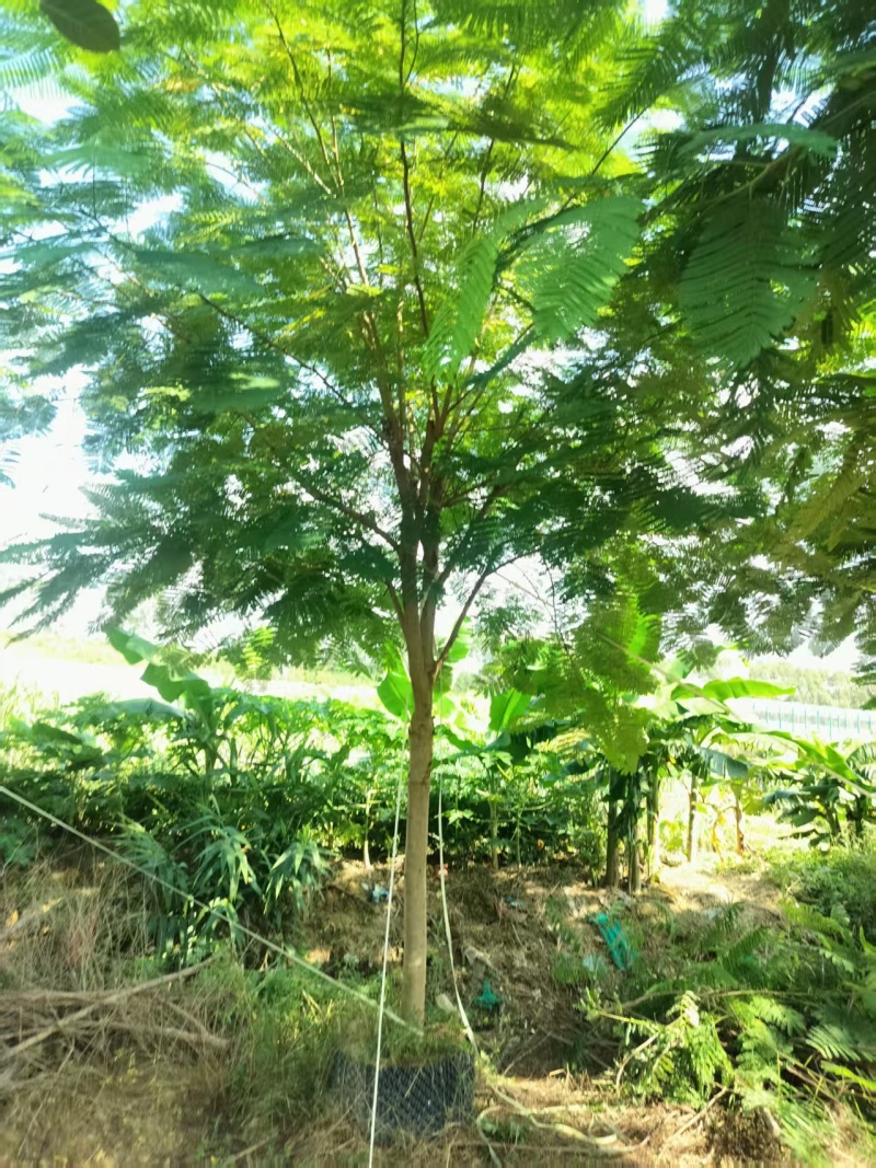 凤凰木绿化苗木凤凰树自家基地量大价格实惠