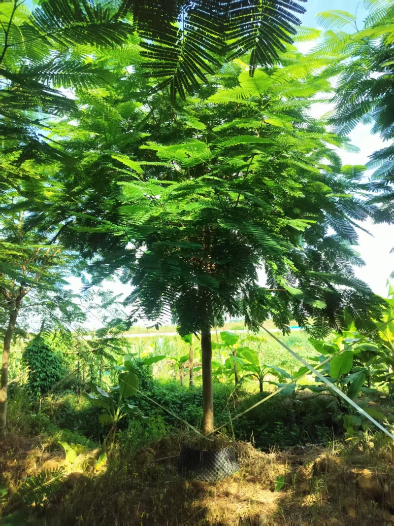 凤凰木绿化苗木凤凰树自家基地量大价格实惠