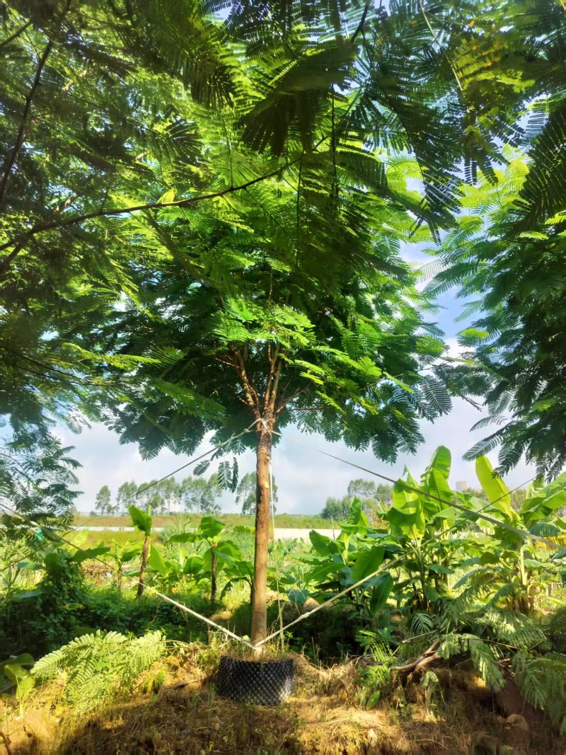 凤凰木绿化苗木凤凰树自家基地量大价格实惠
