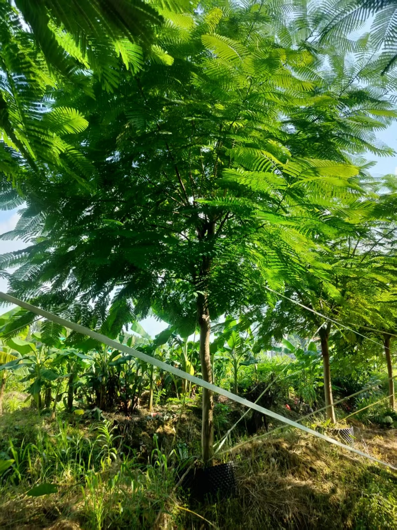 凤凰木绿化苗木凤凰树自家基地量大价格实惠