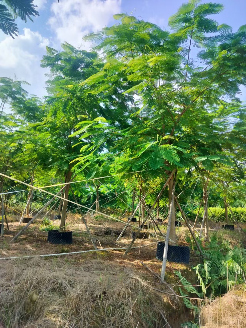 凤凰木绿化苗木凤凰树自家基地量大价格实惠