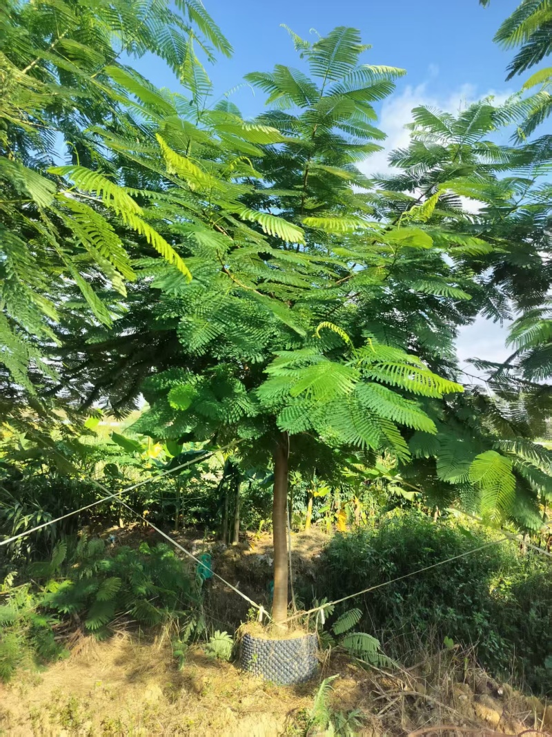 凤凰木绿化苗木凤凰树自家基地量大价格实惠