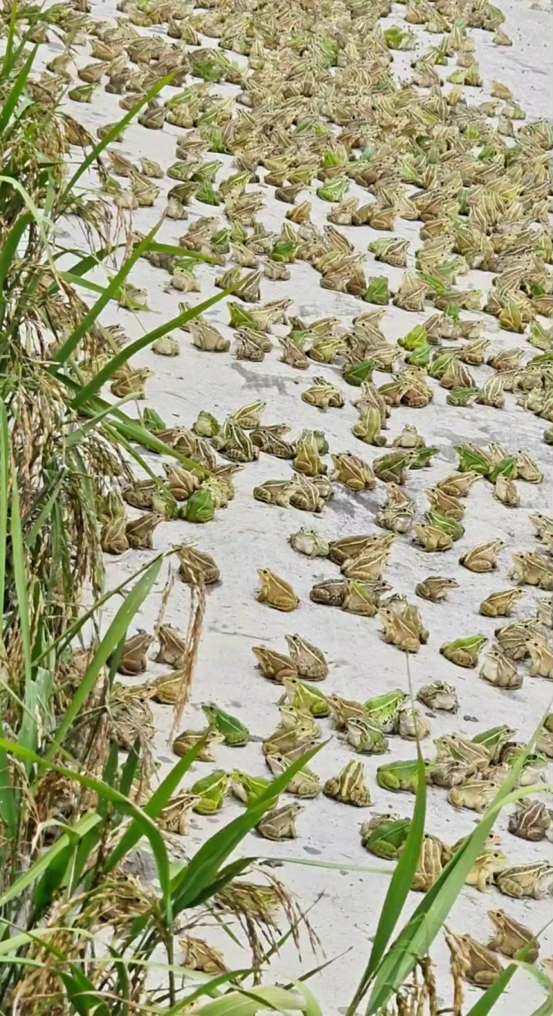 自家养殖稻田蛙