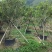桂花花卉盆景桂花自家基地量大价格实惠