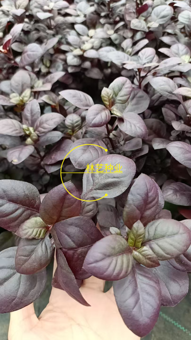 紫叶莲子草盆栽花镜植物阳台庭院绿植多年生宿根花卉耐热耐寒