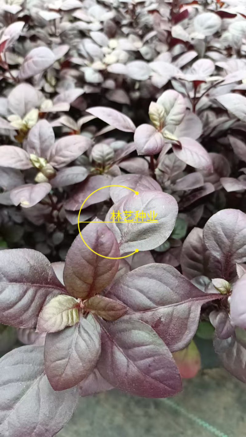 紫叶莲子草盆栽花镜植物阳台庭院绿植多年生宿根花卉耐热耐寒