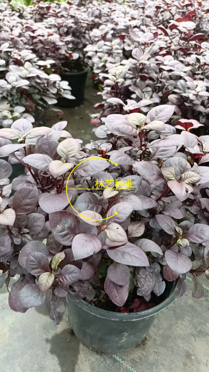 紫叶莲子草盆栽花镜植物阳台庭院绿植多年生宿根花卉耐热耐寒