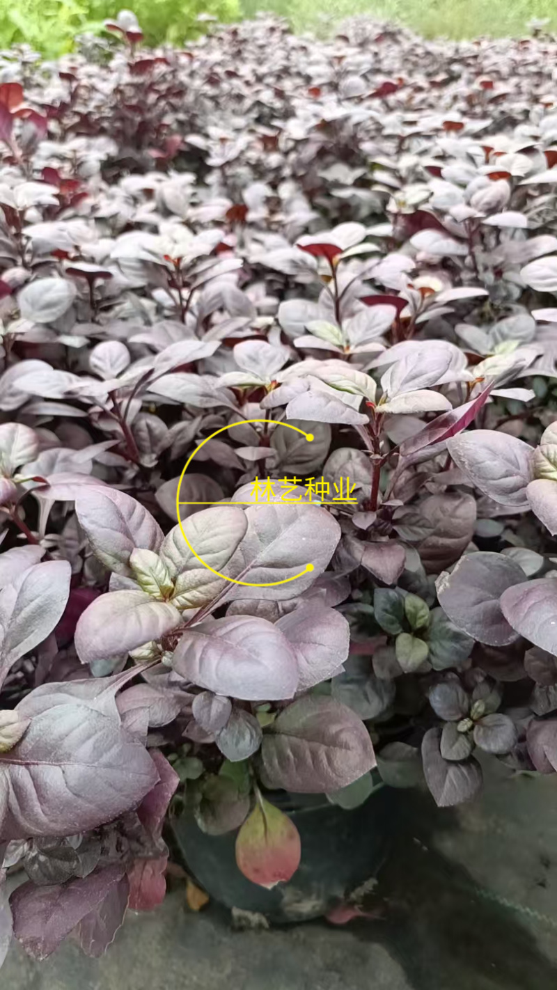 紫叶莲子草盆栽花镜植物阳台庭院绿植多年生宿根花卉耐热耐寒