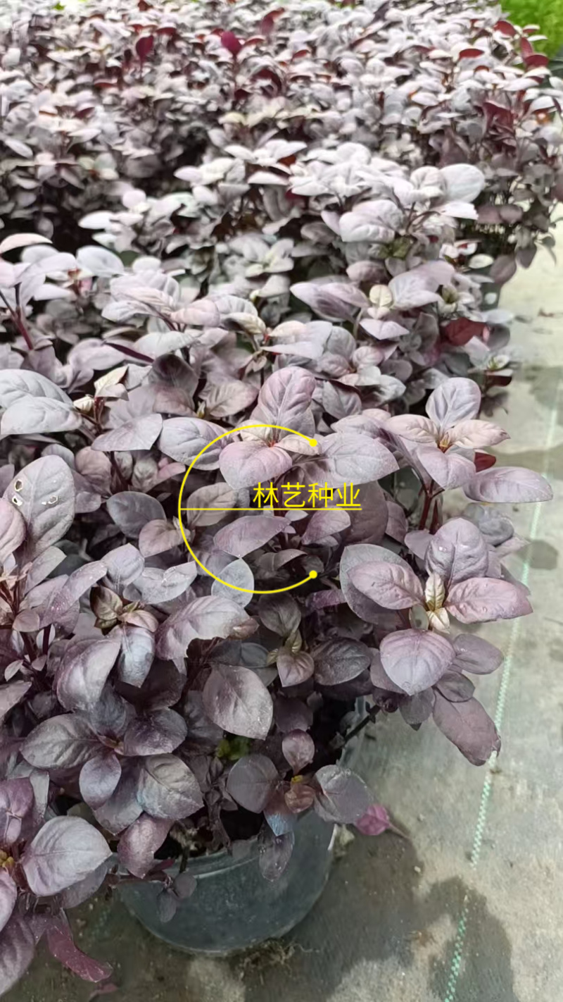 紫叶莲子草盆栽花镜植物阳台庭院绿植多年生宿根花卉耐热耐寒