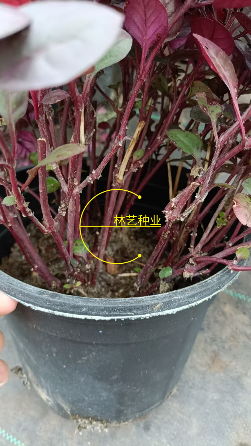 紫叶莲子草盆栽花镜植物阳台庭院绿植多年生宿根花卉耐热耐寒