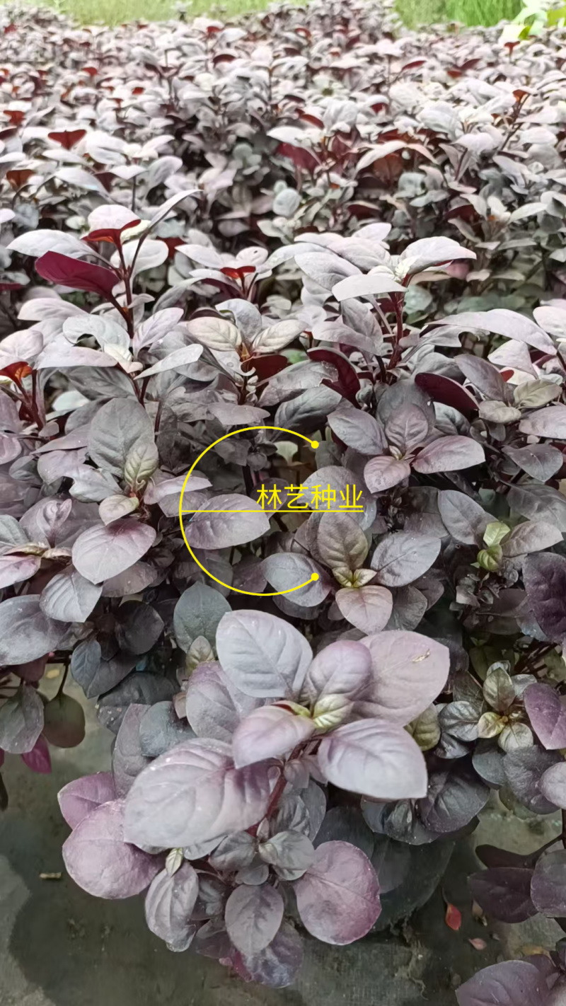紫叶莲子草盆栽花镜植物阳台庭院绿植多年生宿根花卉耐热耐寒